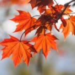 Roof Damage | All Climate Roofing